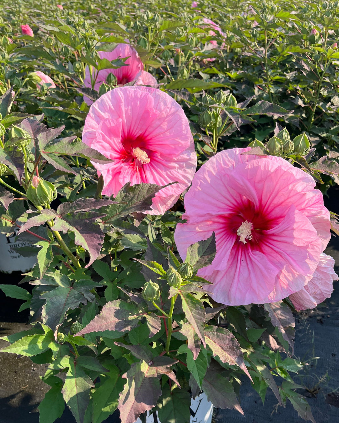 Hibiscus Summerific® ‘All Eyes on Me’ (Hardy Hibiscus)