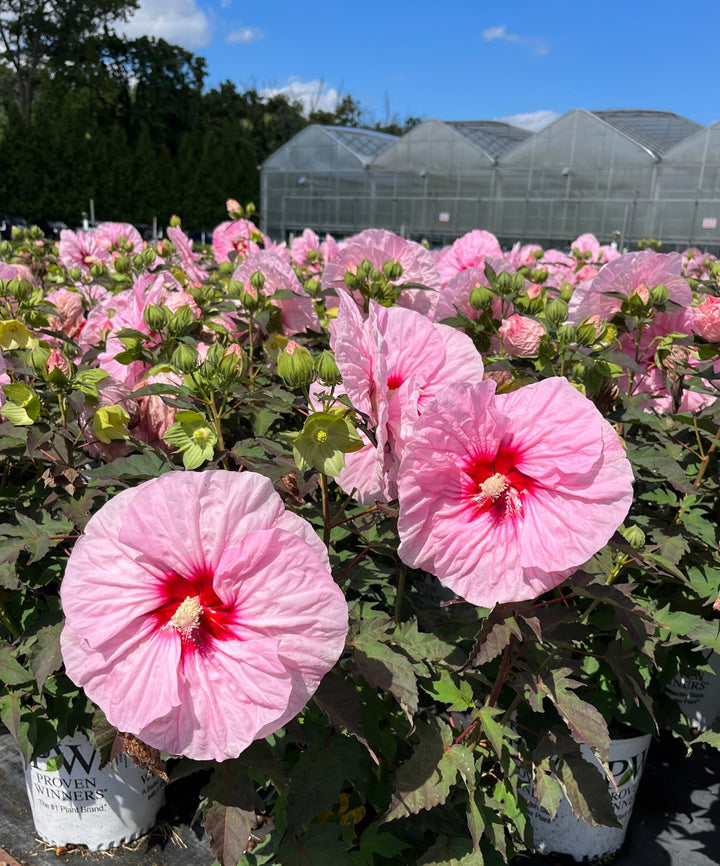 Hibiscus Summerific® ‘All Eyes on Me’ (Hardy Hibiscus)