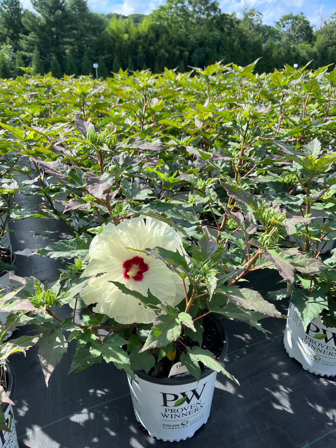 Hibiscus 'French Vanilla' (Summerific® Hardy Hibiscus)