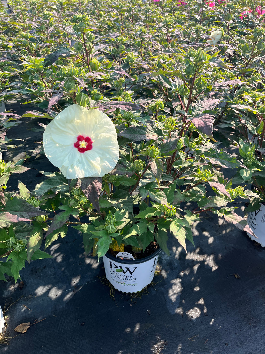 Hibiscus 'French Vanilla' (Summerific® Hardy Hibiscus)