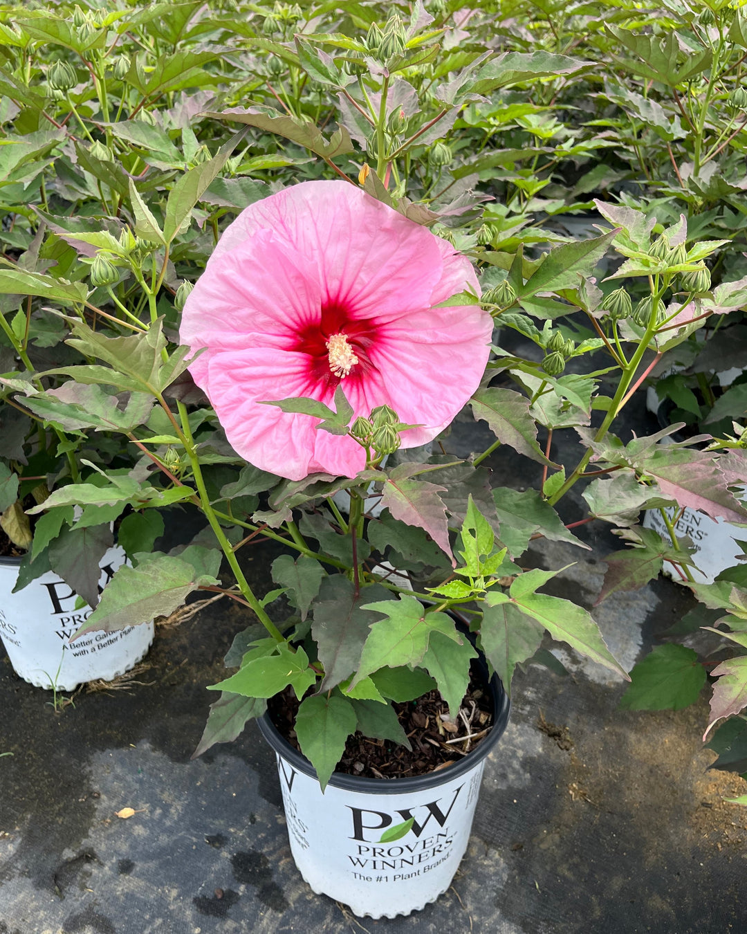 Hibiscus Summerific® ‘All Eyes on Me’ (Hardy Hibiscus)