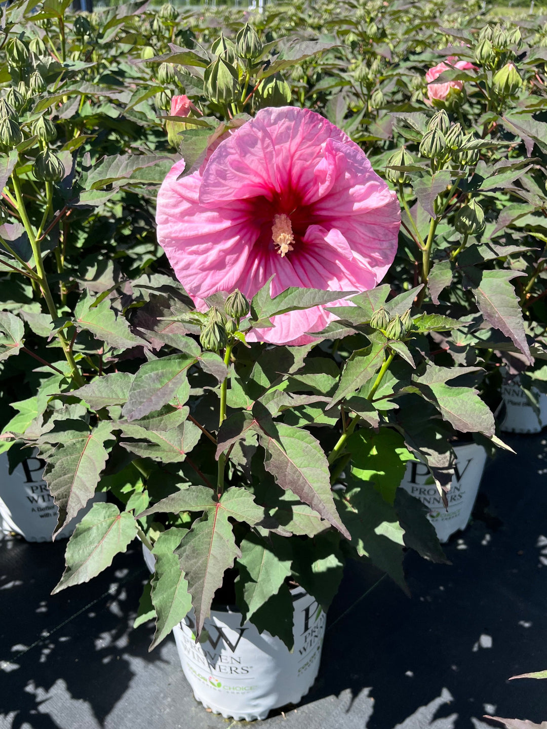 Hibiscus Summerific® ‘All Eyes on Me’ (Hardy Hibiscus)