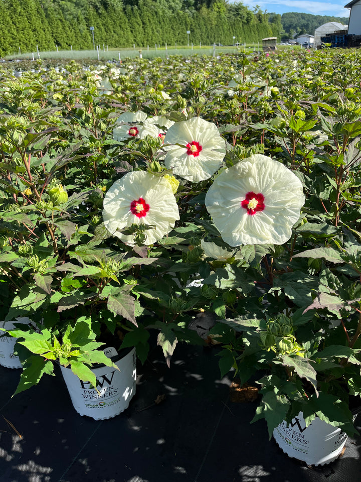 Hibiscus 'French Vanilla' (Summerific® Hardy Hibiscus)