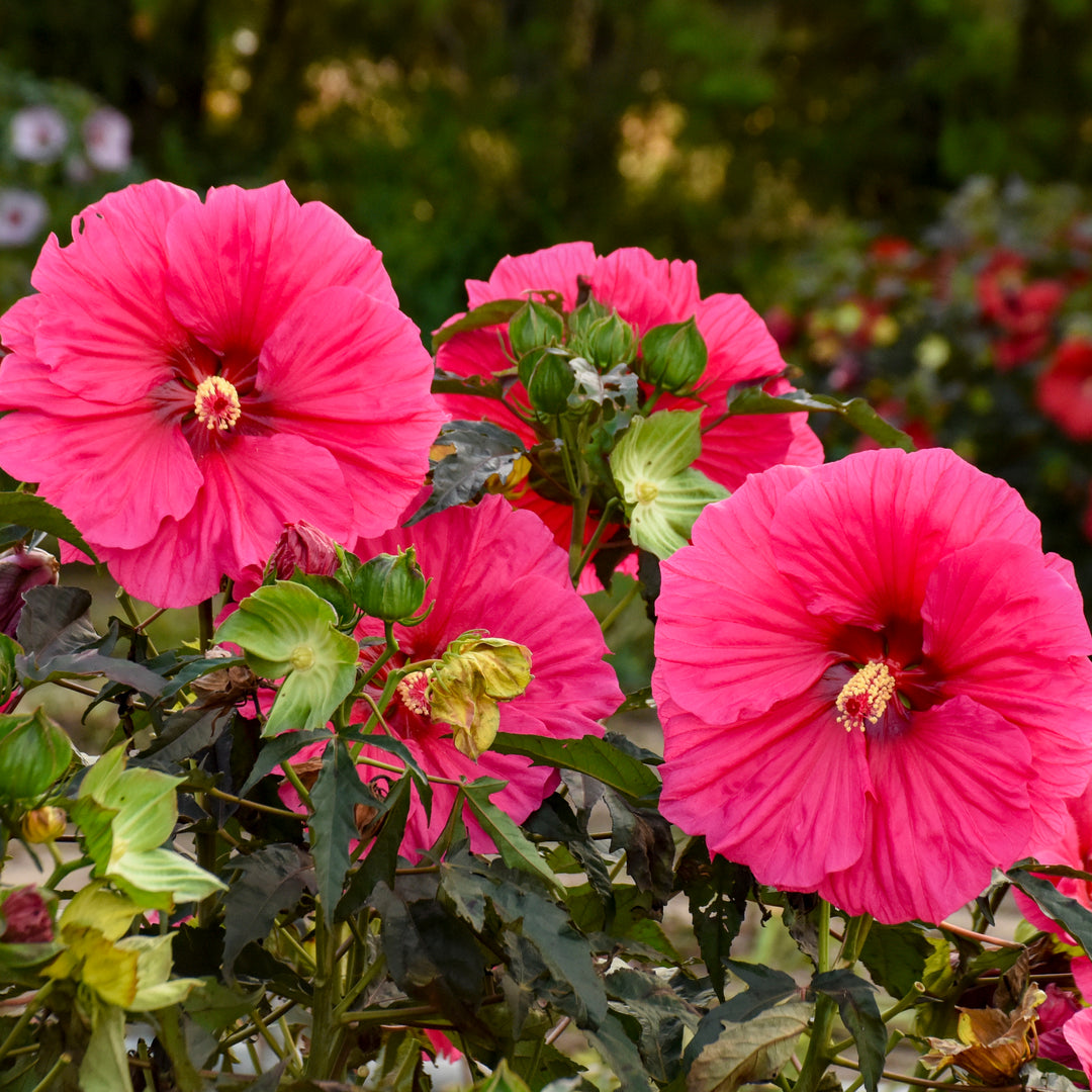 Hibiscus ‘Watermelon Ruffles’ (Hardy Hibiscus)