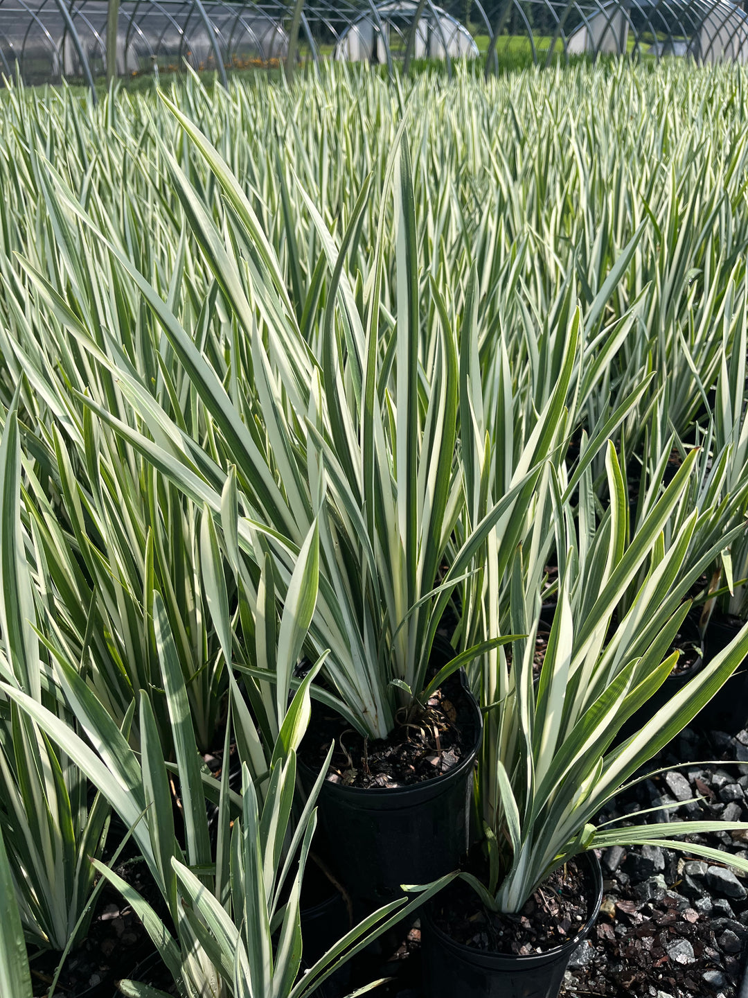 Iris ensata 'Variegata' (Variegated Japanese Iris)