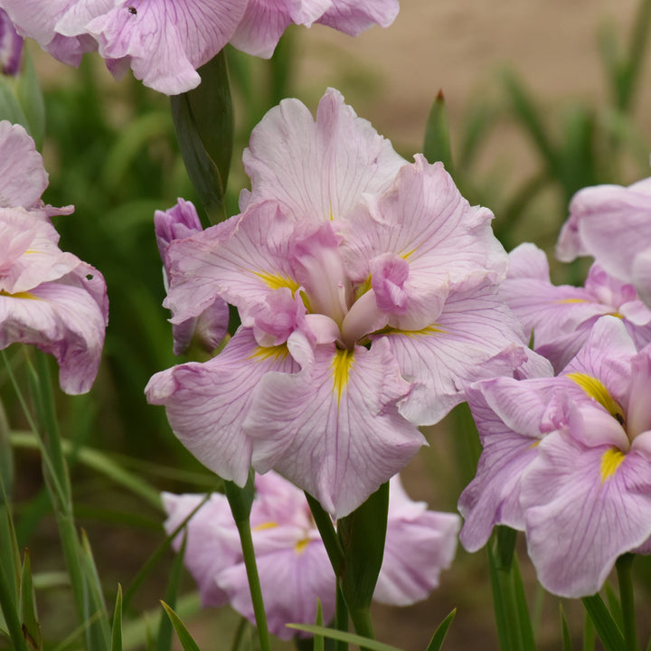 Iris ensata 'Pinkerton' (Japanese Iris)