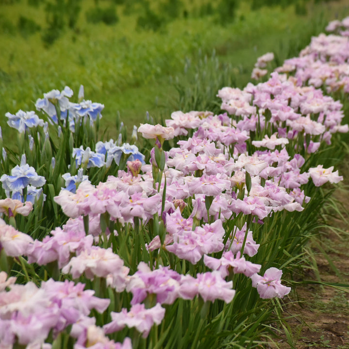 Iris ensata 'Pinkerton' (Japanese Iris)