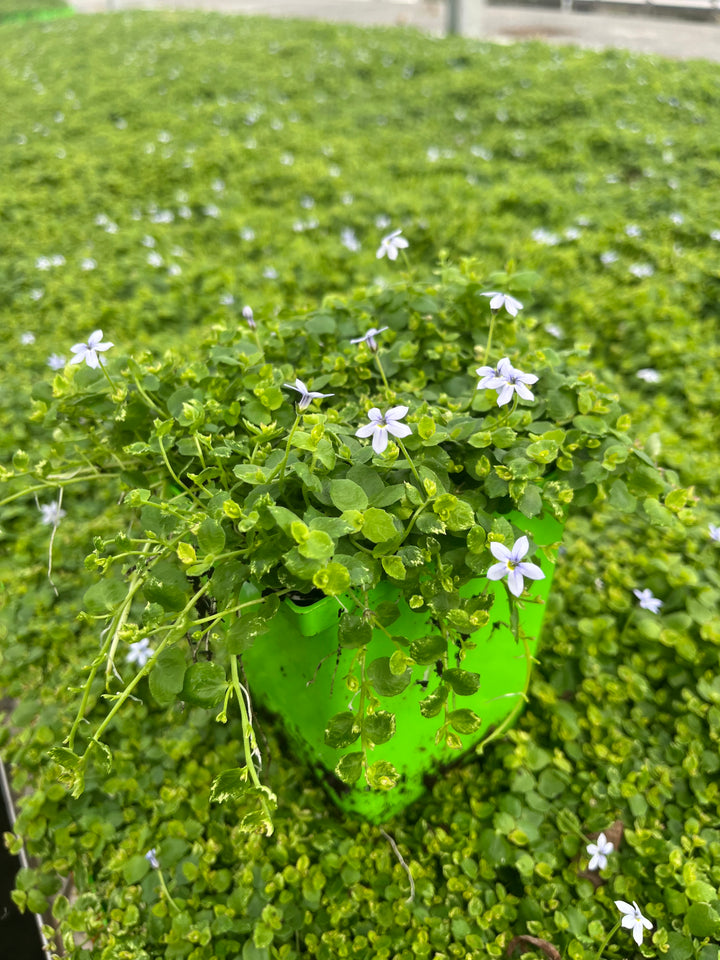 Isotoma fluviatilis (Blue Star Creeper)