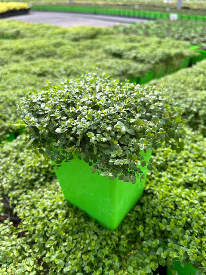 Isotoma fluviatilis (Blue Star Creeper)