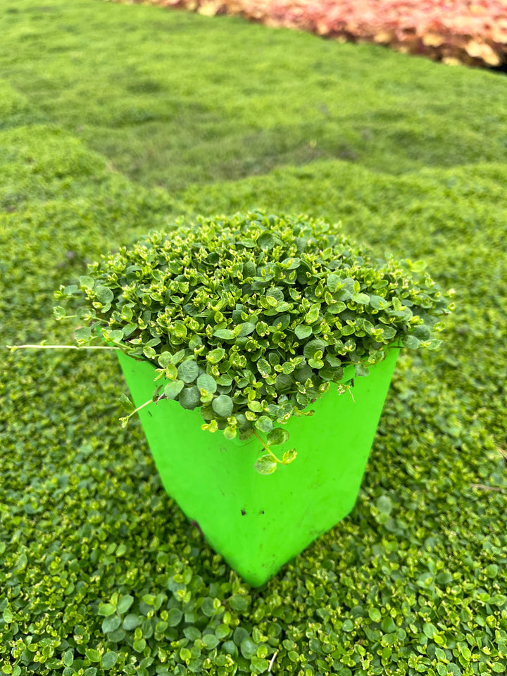 Isotoma fluviatilis (Blue Star Creeper)