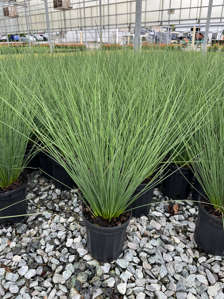 Juncus inflexus 'Blue Arrows' (Blue-Green Rush)