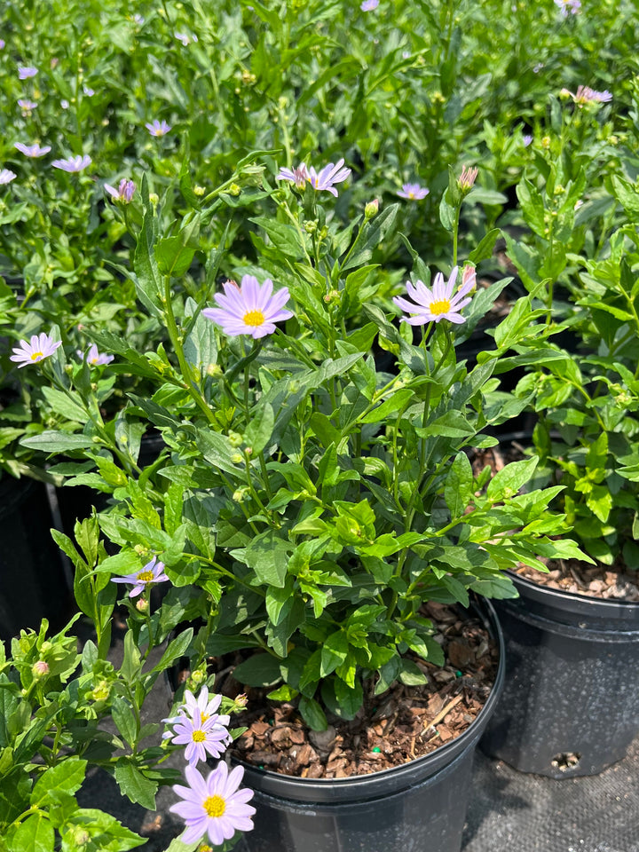 Kalimeris incisa 'Blue Star' (False Aster)