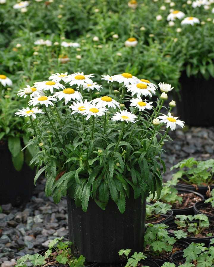 Leucanthemum s. 'Snowcap' (Shasta Daisy)