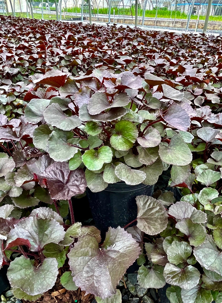 Ligularia dentata 'Pandora' (Dwarf Golden Ray)