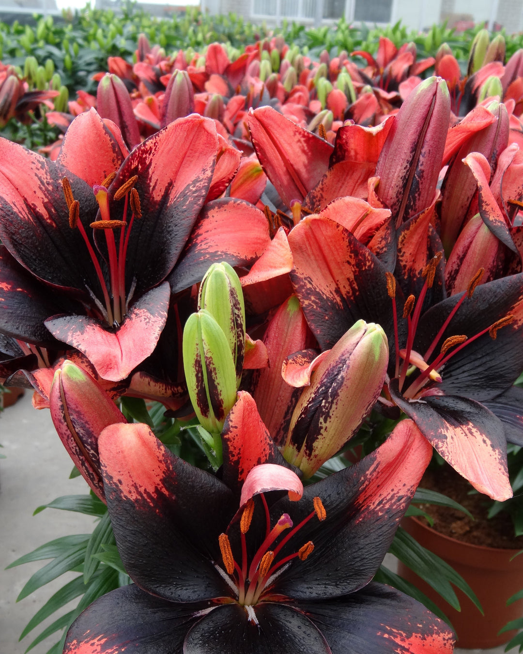 Lilium Lily Looks™ ‘Tiny Shadow’ (Dwarf Asiatic Hardy Lily)