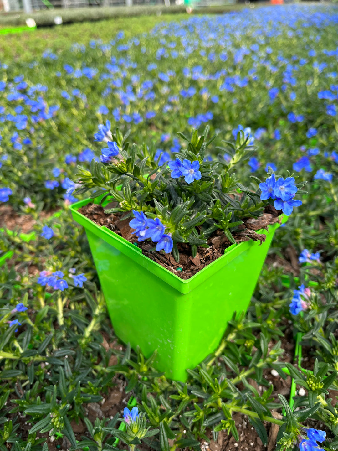 Lithodora Tidepool™ Sky Blue (Lithodora)