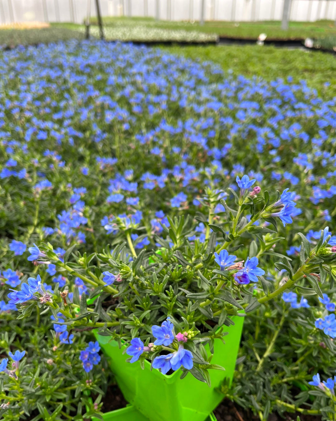 Lithodora Tidepool™ Sky Blue (Lithodora)