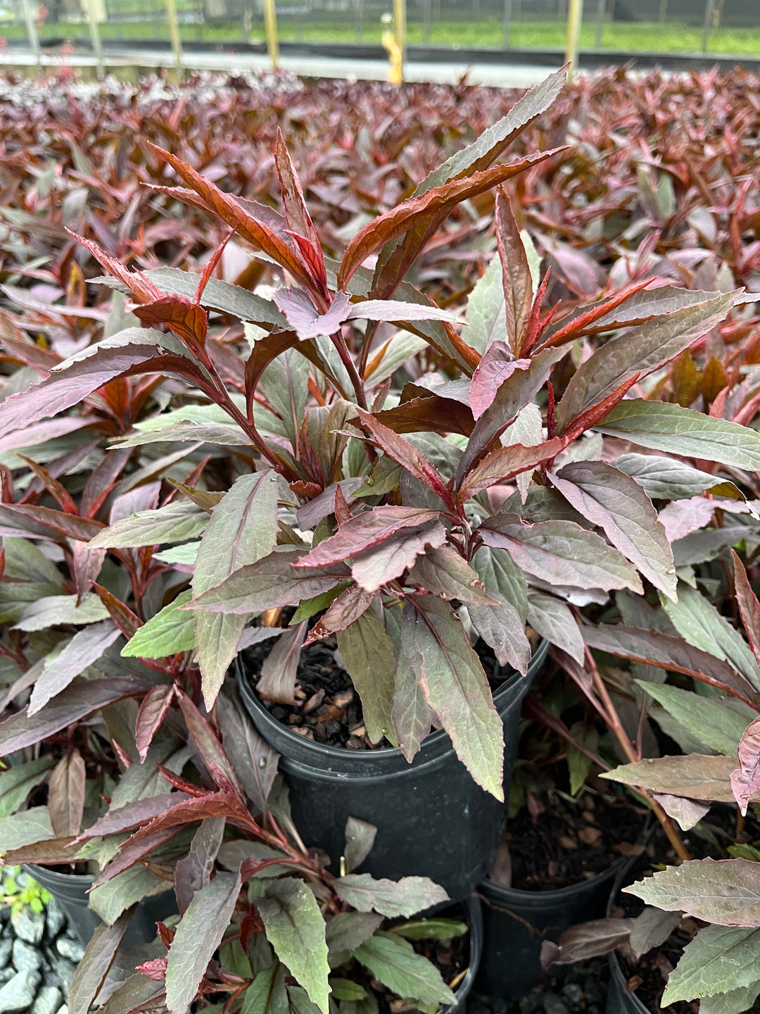 Lobelia cardinalis 'Black Truffle' (Cardinal Flower)