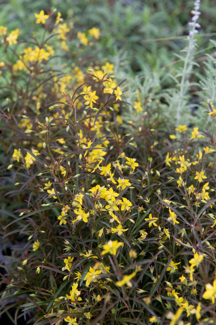 Lysimachia lanceolata 'Burgundy Mist' (Lance Leaf Loosestrife)