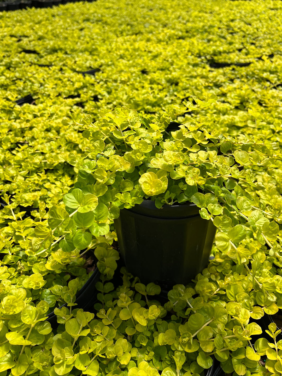 Lysimachia nummularia 'Aurea' (Golden Creeping Jenny)