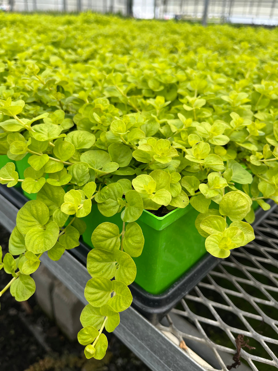 Lysimachia nummularia 'Aurea' (Golden Creeping Jenny)