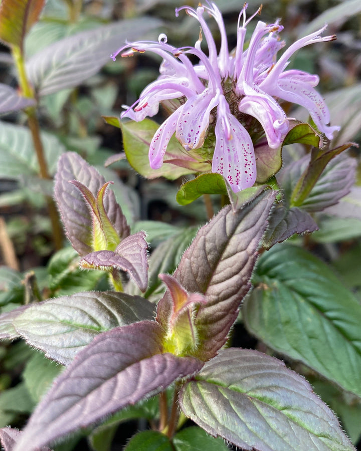 Monarda bradburiana ‘Midnight Oil’ (Eastern Beebalm)