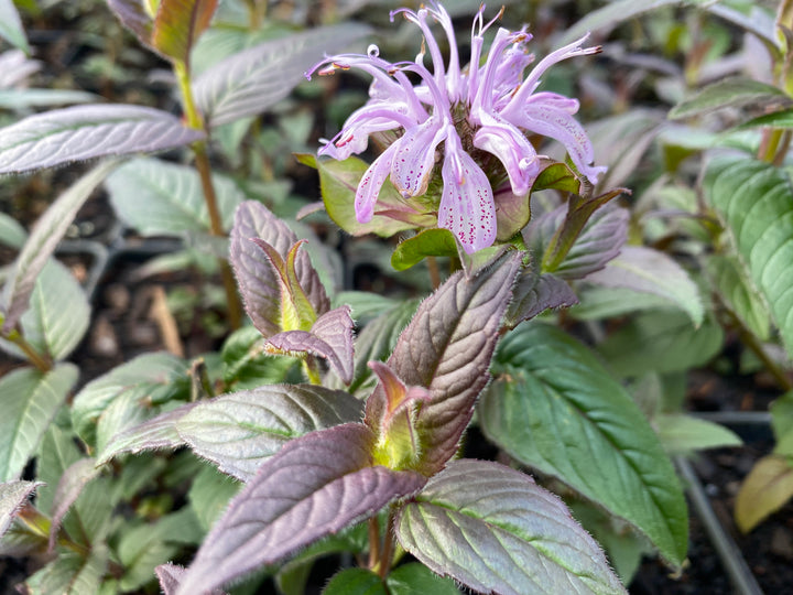 Monarda bradburiana ‘Midnight Oil’ (Eastern Beebalm)