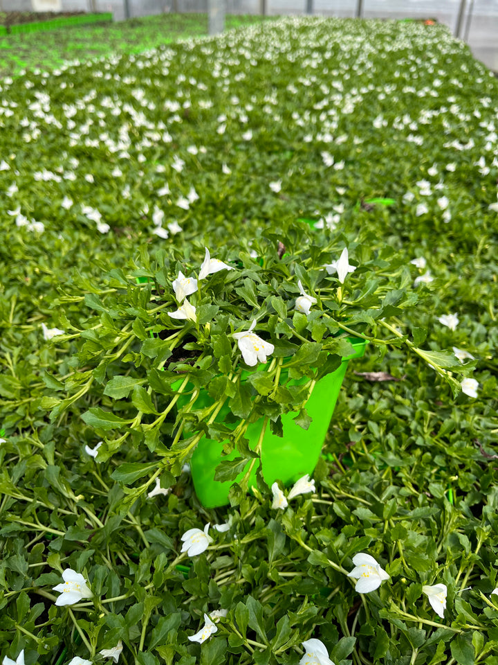 Mazus reptans 'Albus' (Creeping White Mazus)