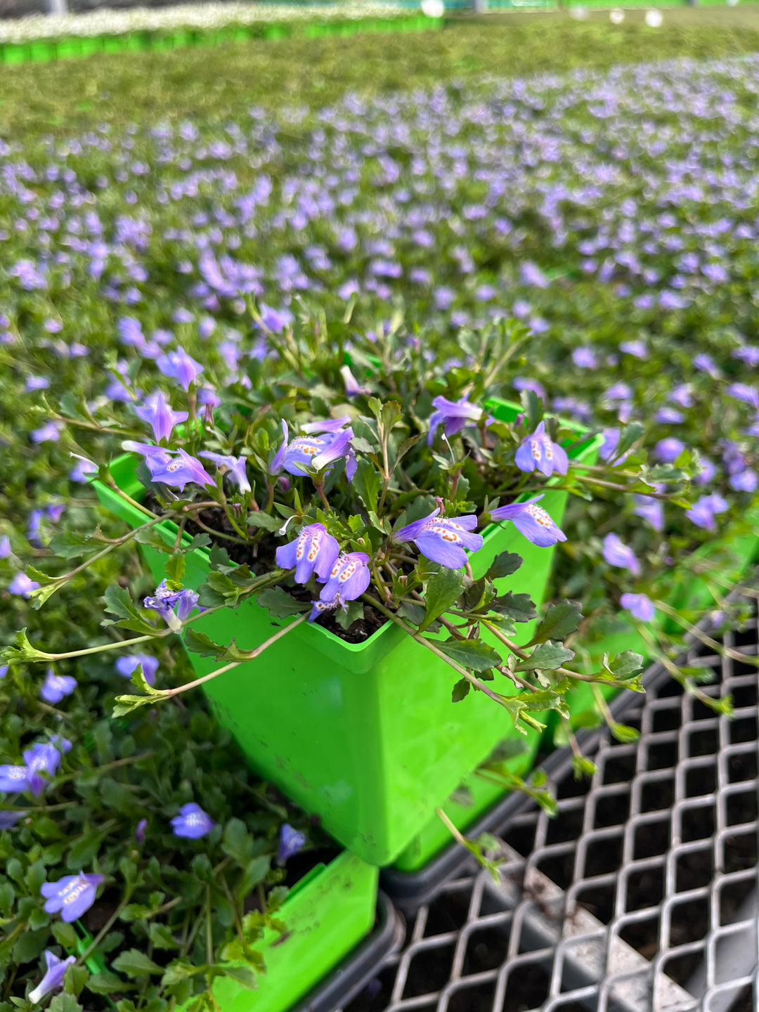 Mazus reptans (Creeping Blue Mazus)