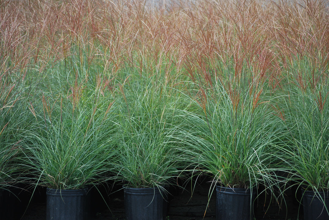 Miscanthus sinensis 'Adagio' (Adagio Grass)