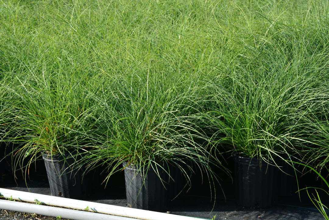 Miscanthus sinensis 'Adagio' (Adagio Grass)