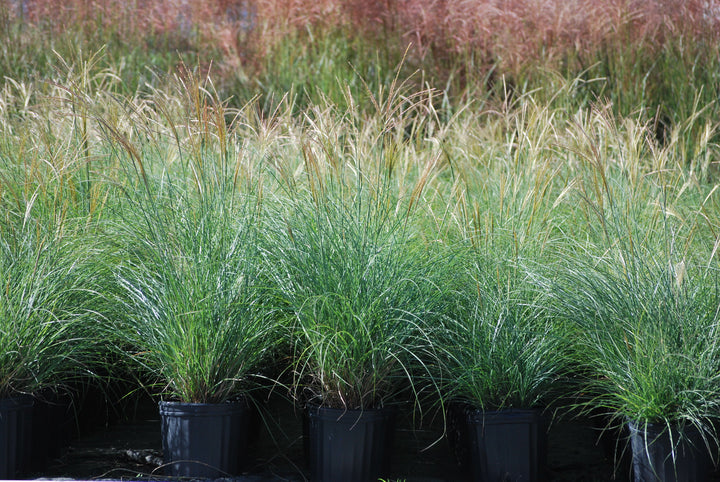 Miscanthus sinensis 'Adagio' (Adagio Grass)