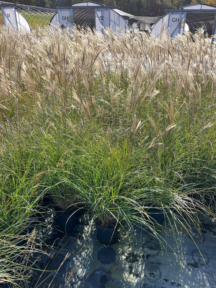 Miscanthus sinensis 'Adagio' (Adagio Grass)