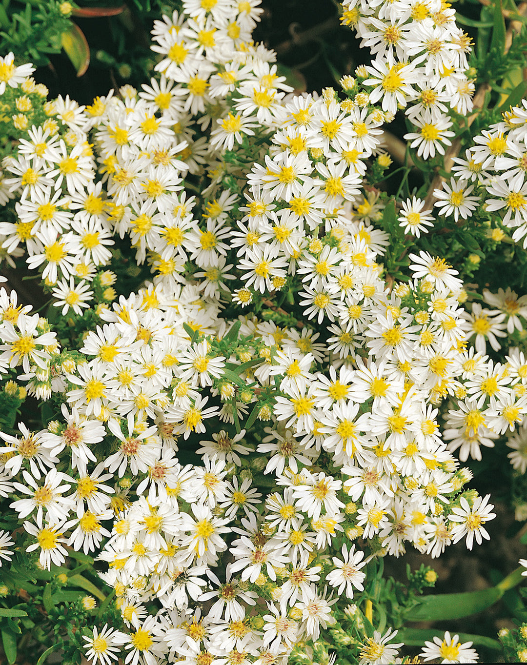 Aster e. ‘Snow Flurry’ (White Heath Aster)