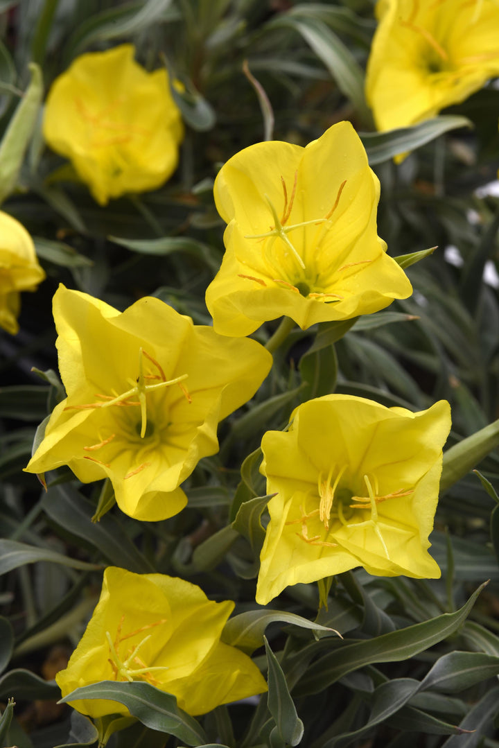 Oenothera missourensis ‘Evening Sun’ (Ozark Sundrop)