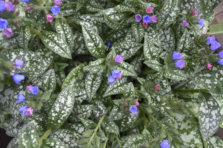 Pulmonaria 'Pink-a-Blue" (Lungwort)