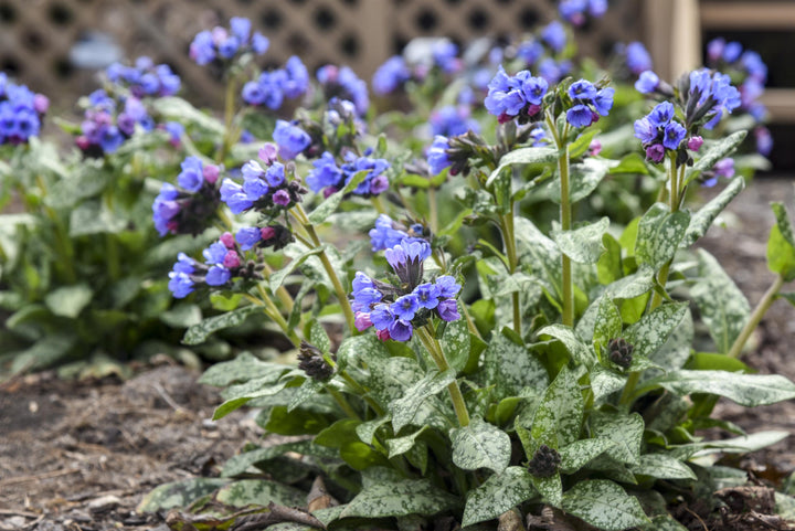 Pulmonaria 'Pink-a-Blue" (Lungwort)