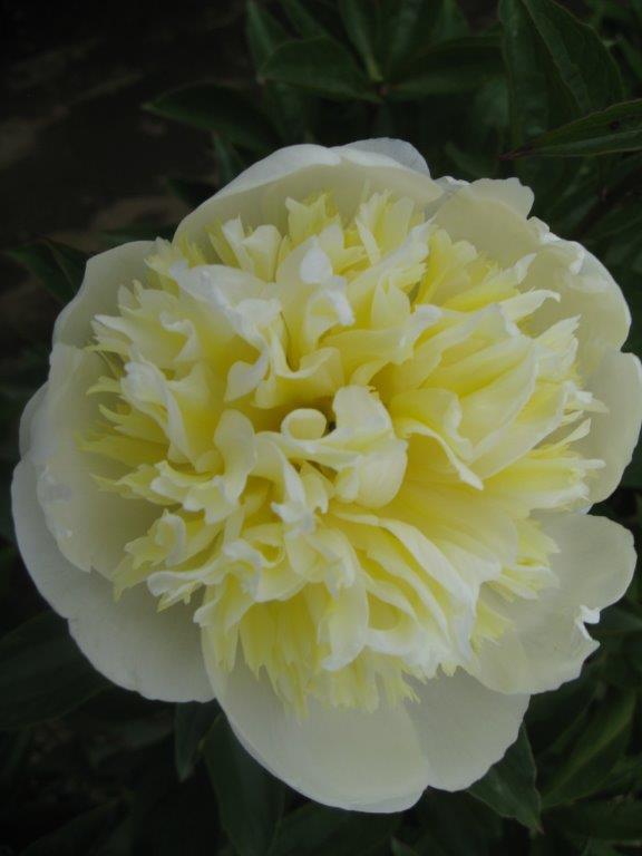 Paeonia l. 'White Sands' (Garden Peony)