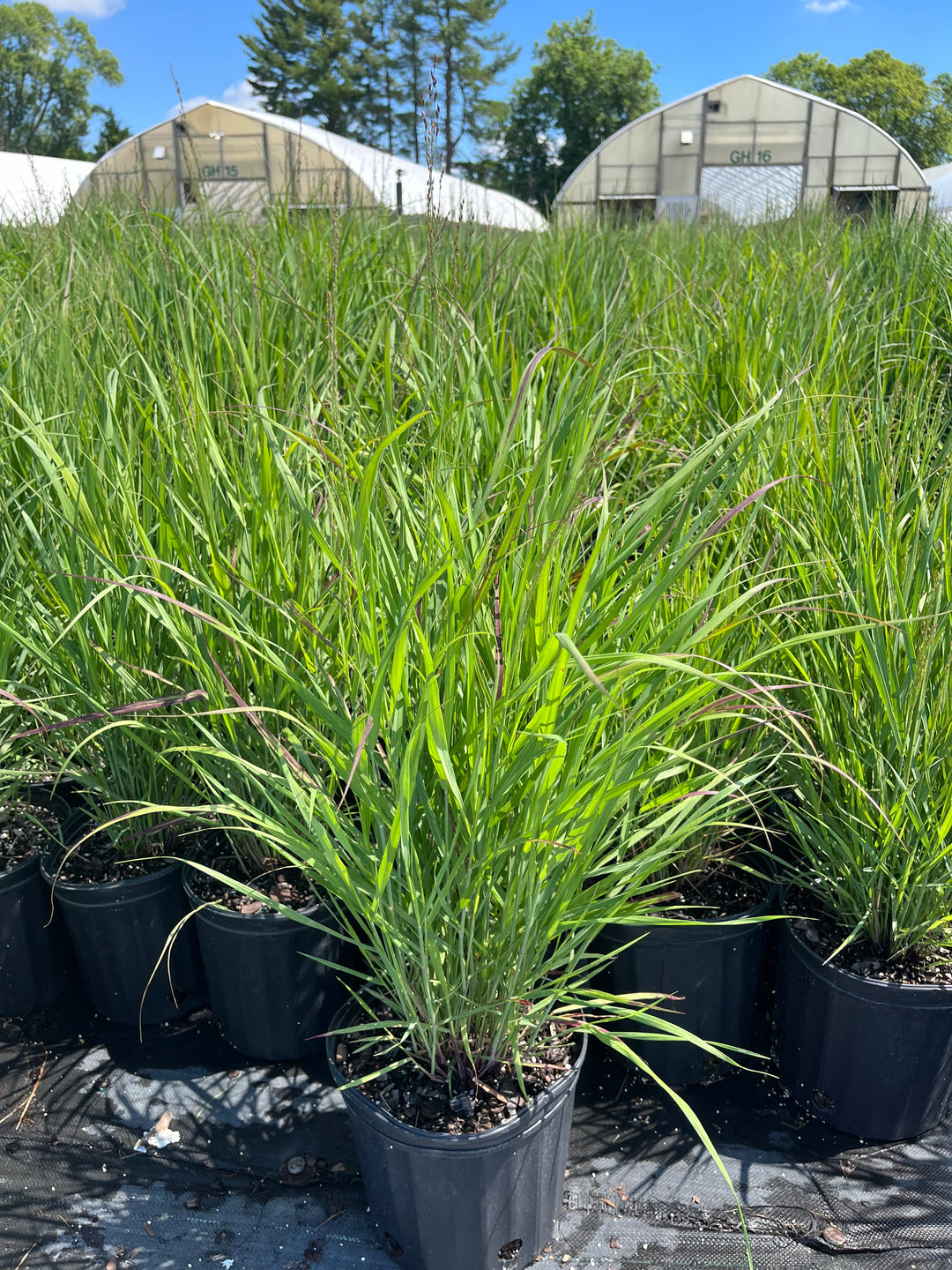 Panicum v. 'Shenandoah' (Red Switchgrass)