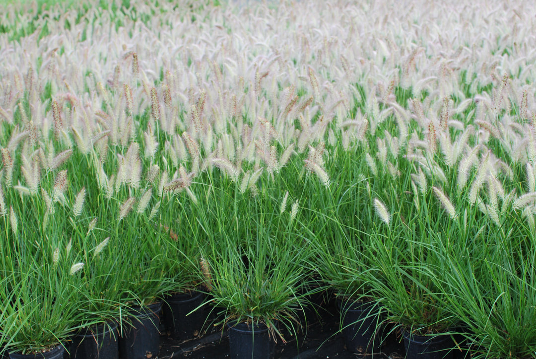 Pennisetum alopecuroides 'Cassian' (Cassian Fountain Grass)