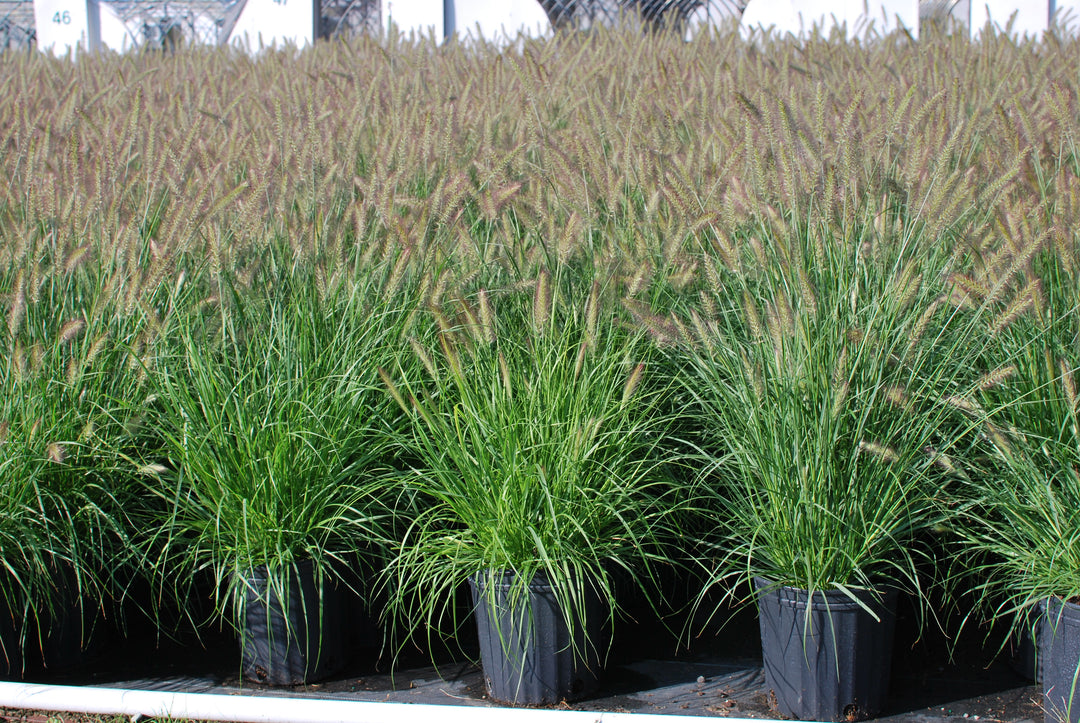 Pennisetum alopecuroides 'Cassian' (Cassian Fountain Grass)