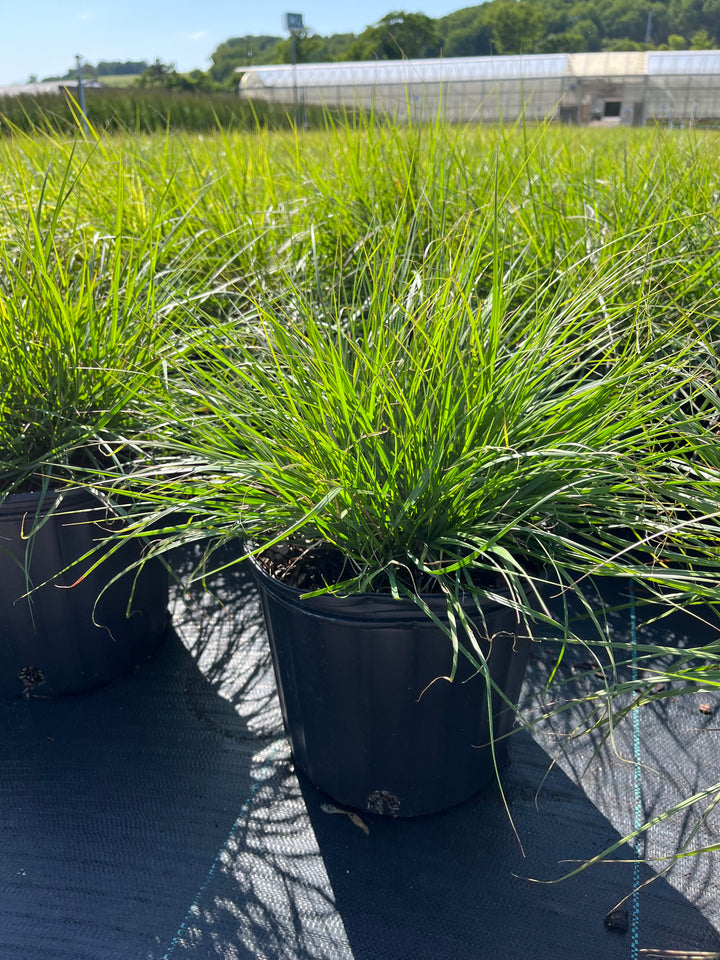 Pennisetum alopecuroides 'Hameln' (Dwarf Fountain Grass)