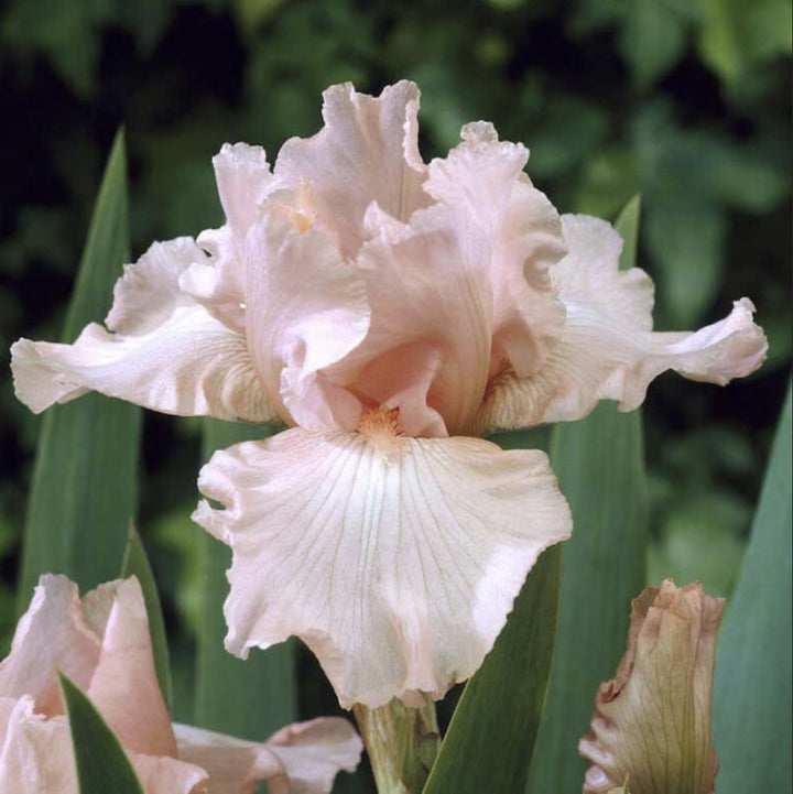 Iris g. 'Pink Attraction' (Tall Bearded Iris)