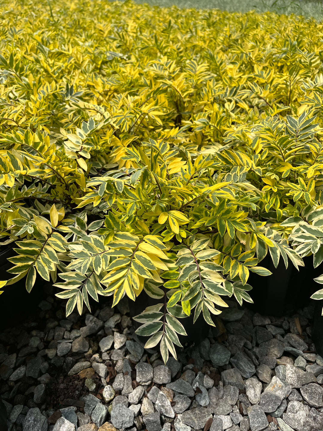 Polemonium ‘Golden Feathers’ (Jacob's Ladder)