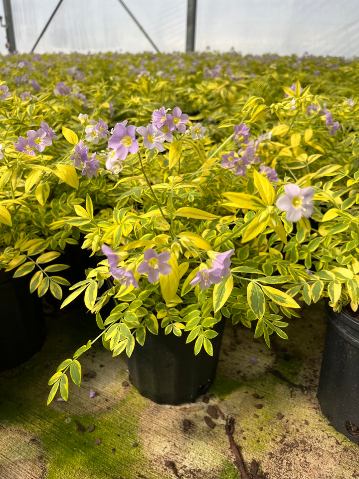 Polemonium ‘Golden Feathers’ (Jacob's Ladder)