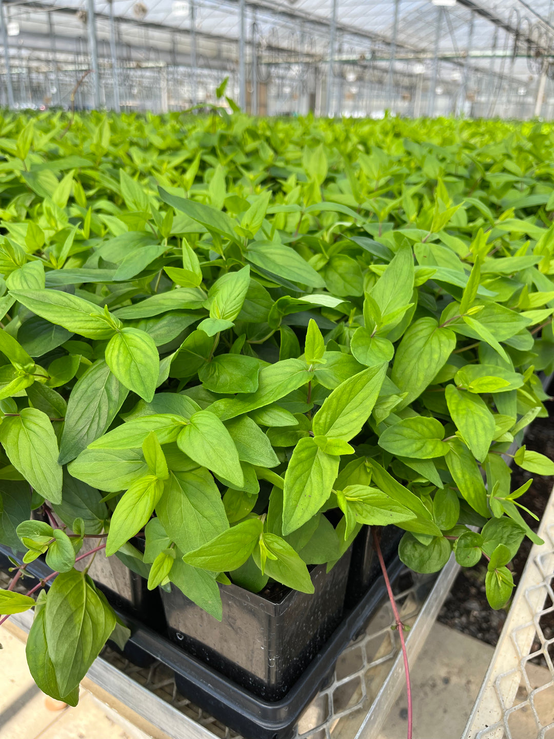 Pycnanthemum muticum (Clustered Mountainmint)