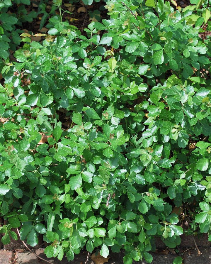 Rhus aromatica 'Gro-Low' (Fragrant Sumac)