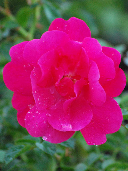 Rosa Flower Carpet® Pink Supreme (Groundcover Rose)