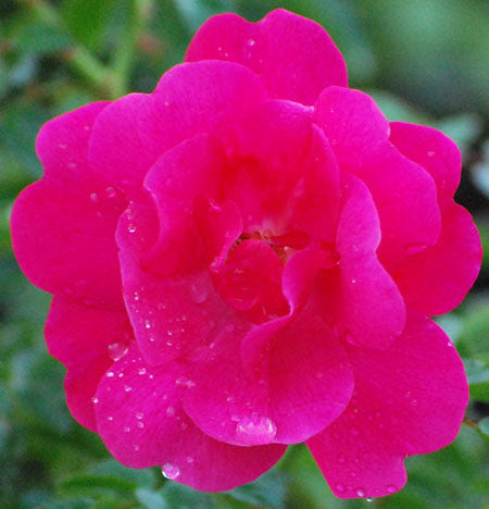 Rosa Flower Carpet® Pink Supreme (Groundcover Rose)