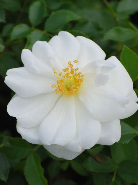 Rosa Flower Carpet® White (Groundcover Rose)